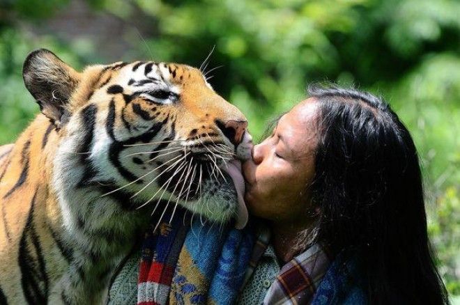 История необычной дружбы человека и тигра 36