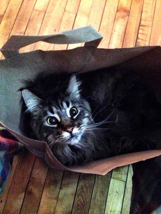 Коты, открывшие для себя мир пакетов (28 фото) 51