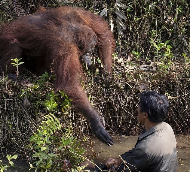 Орангутанг подошёл к человеку, стоящему в воде, и предложил ему руку помощи — но мужчине пришлось отказаться 14
