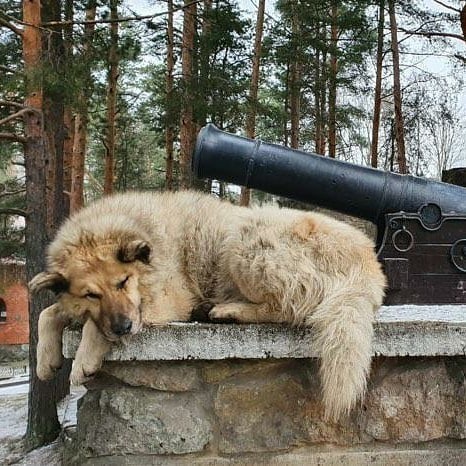 Бездомный пёс Кефир стал лучшей собакой России. Ему завели свой Инстаграм, и даже предлагают его на пост мэра 40