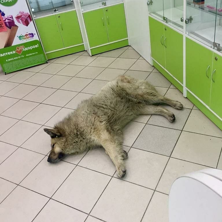 Бездомный пёс Кефир стал лучшей собакой России. Ему завели свой Инстаграм, и даже предлагают его на пост мэра 43