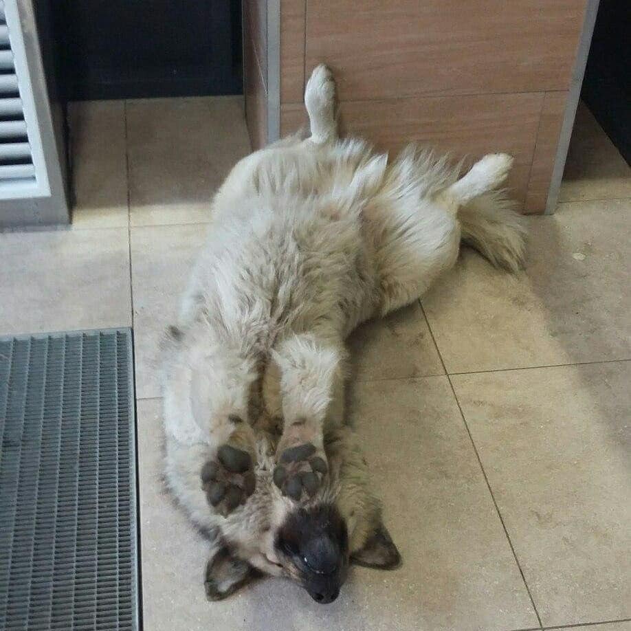 Бездомный пёс Кефир стал лучшей собакой России. Ему завели свой Инстаграм, и даже предлагают его на пост мэра 48