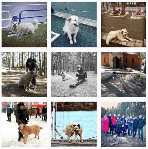 Бездомный пёс Кефир стал лучшей собакой России. Ему завели свой Инстаграм, и даже предлагают его на пост мэра 49