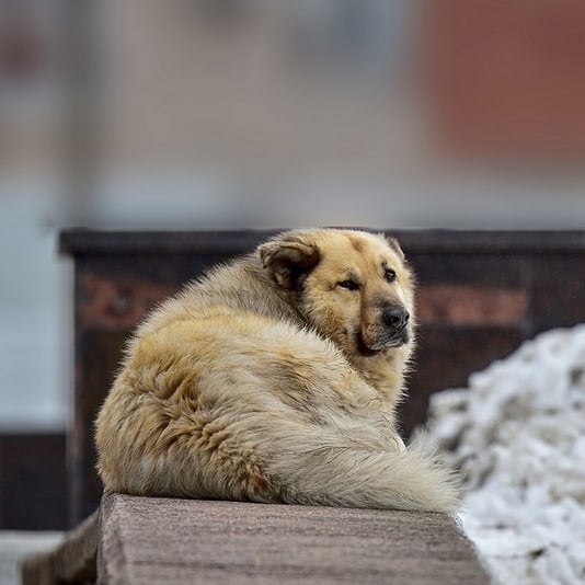 Бездомный пёс Кефир стал лучшей собакой России. Ему завели свой Инстаграм, и даже предлагают его на пост мэра 52
