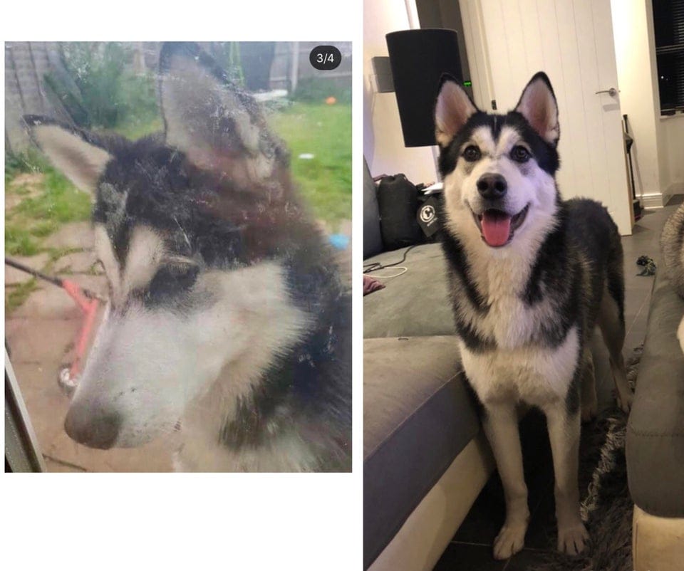 15 фотографий собак до и после того, как новые хозяева смогли их приютить и согреть своей любовью 58