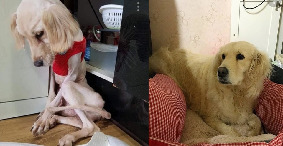 15 фотографий собак до и после того, как новые хозяева смогли их приютить и согреть своей любовью 51