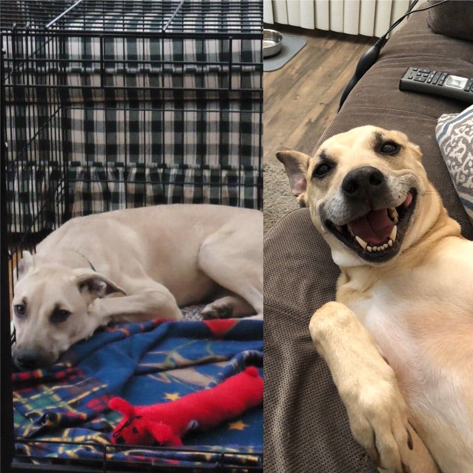 15 фотографий собак до и после того, как новые хозяева смогли их приютить и согреть своей любовью 57