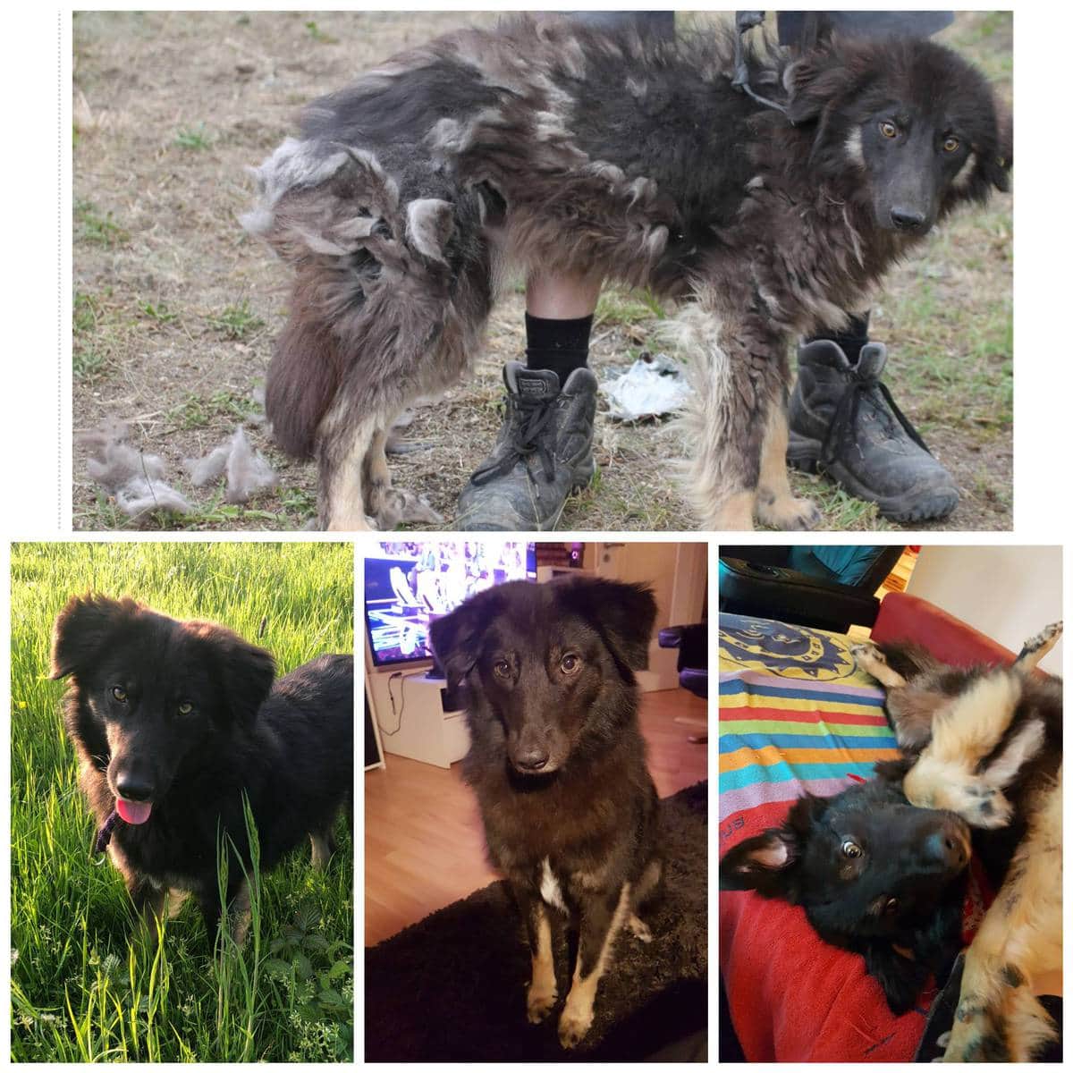 15 фотографий собак до и после того, как новые хозяева смогли их приютить и согреть своей любовью 53