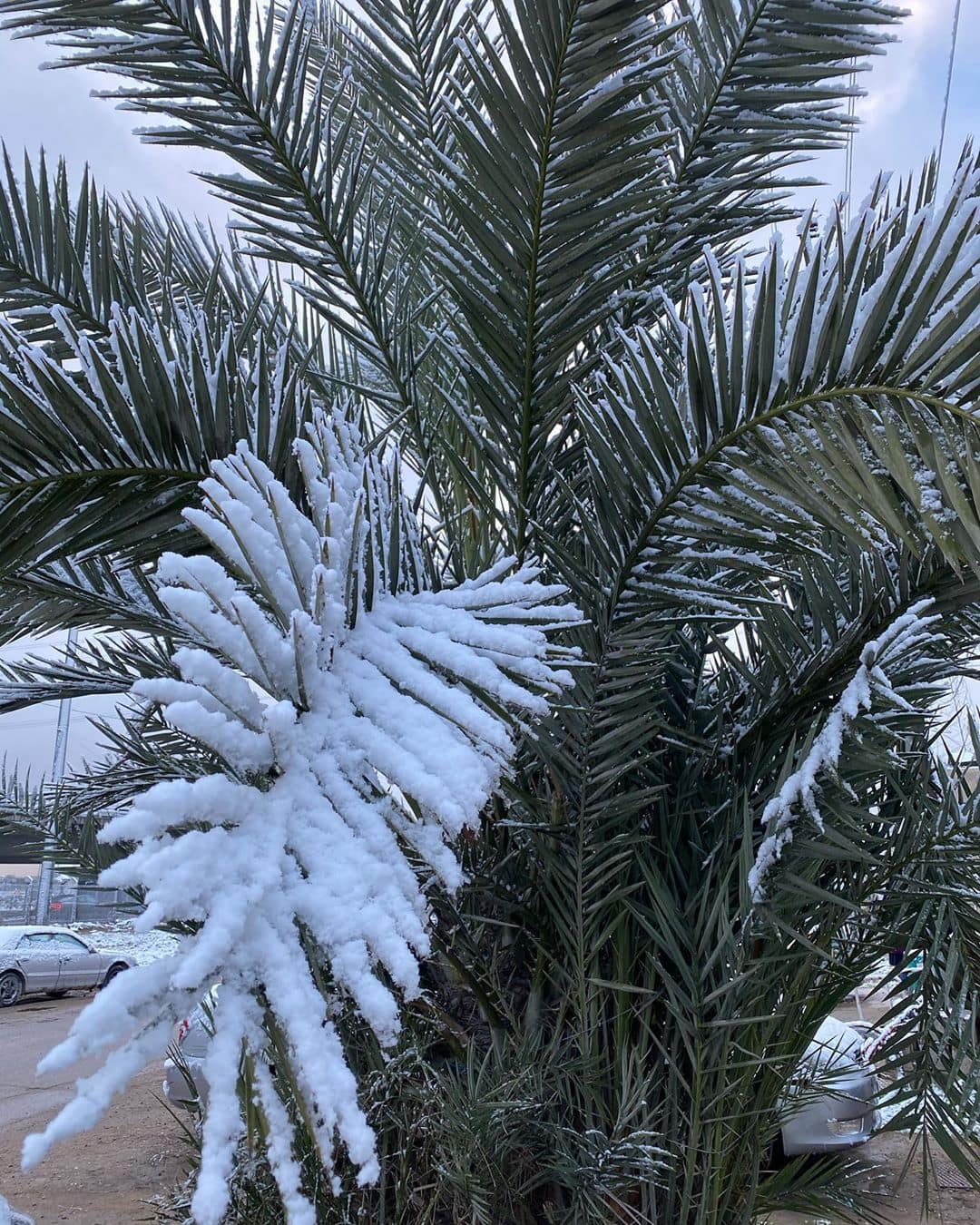 В Багдаде впервые за 12 лет выпал снег, и местные использовали его по максимуму, сделав фото со всех ракурсов! 61