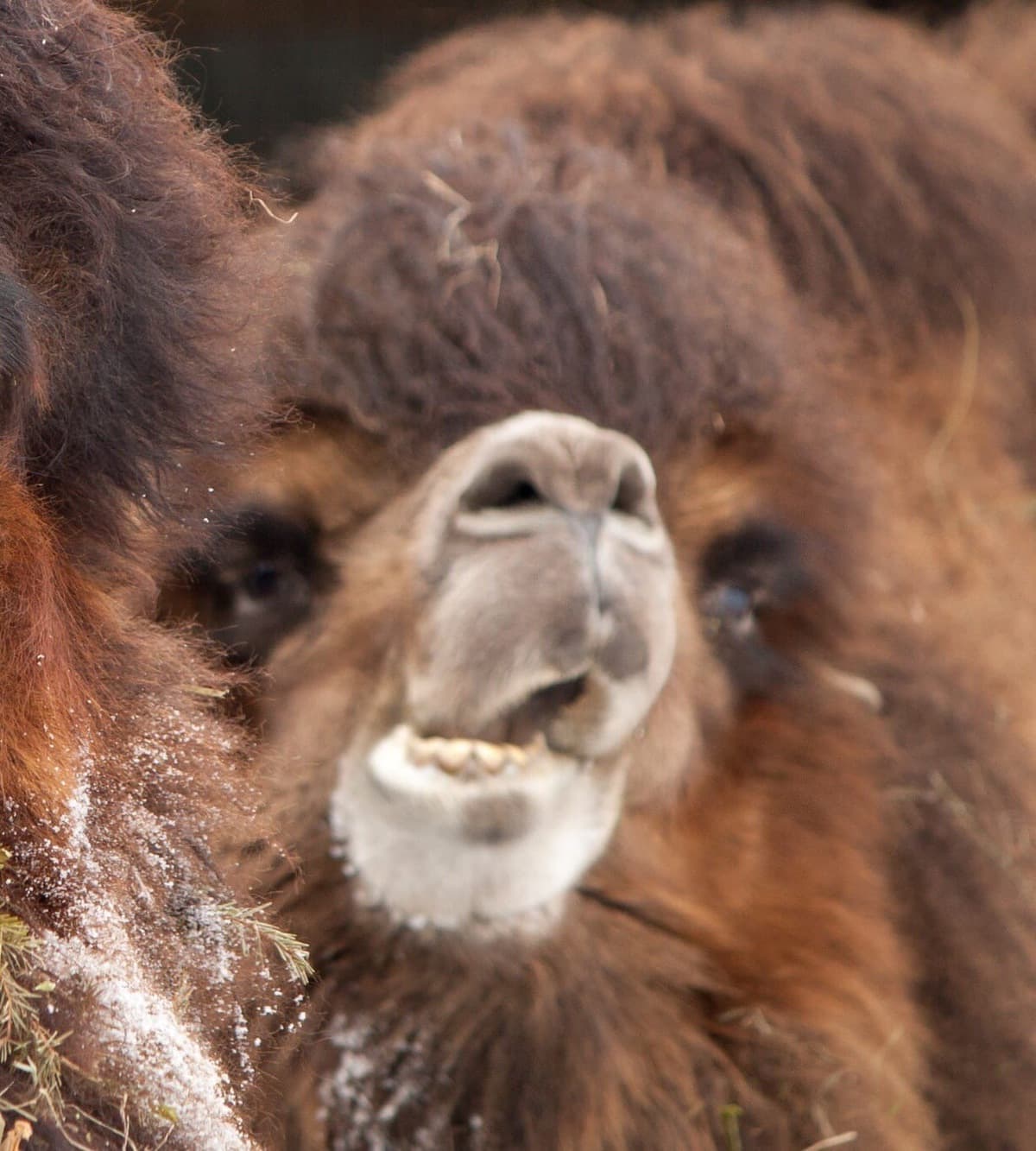 Челябинский зоопарк поделился «удачными» фото своих животных, которые точно не попадут на страницы учебников 54