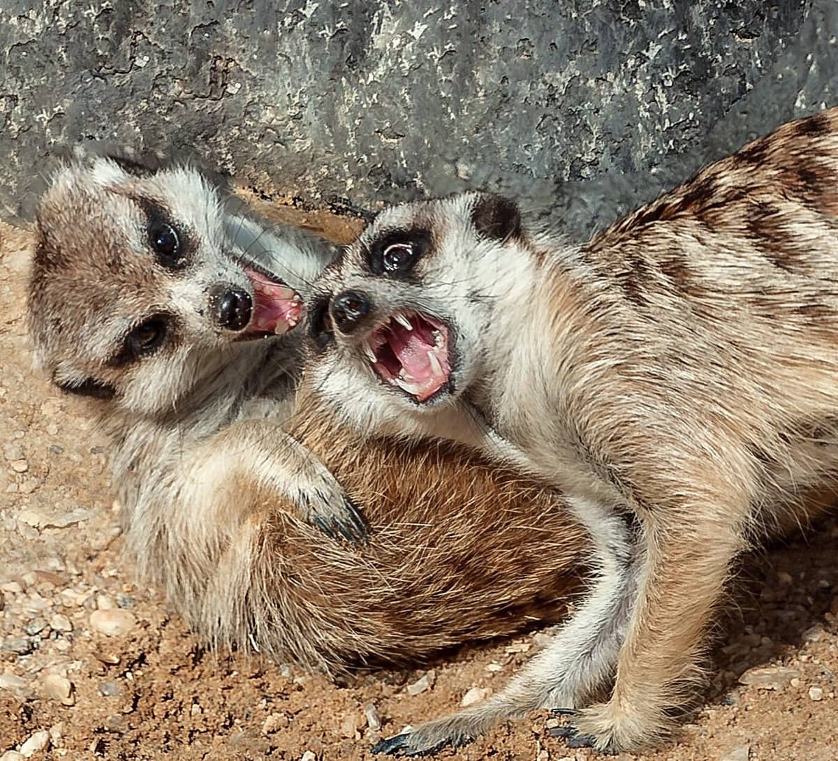 Челябинский зоопарк поделился «удачными» фото своих животных, которые точно не попадут на страницы учебников 58