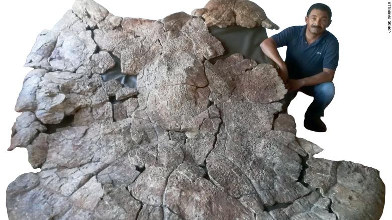 В Южной Америке нашли останки огромной черепахи, чей размер поражает воображение. Её возраст около 13 млн лет 22