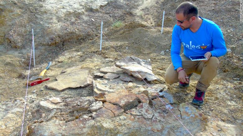 В Южной Америке нашли останки огромной черепахи, чей размер поражает воображение. Её возраст около 13 млн лет 19