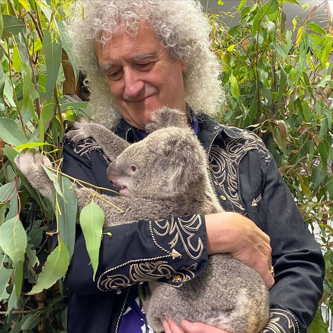 Гитарист Queen Брайан Мэй сыграл для спасённых от пожара коал в Австралии. И это — лишь часть большого дела 24