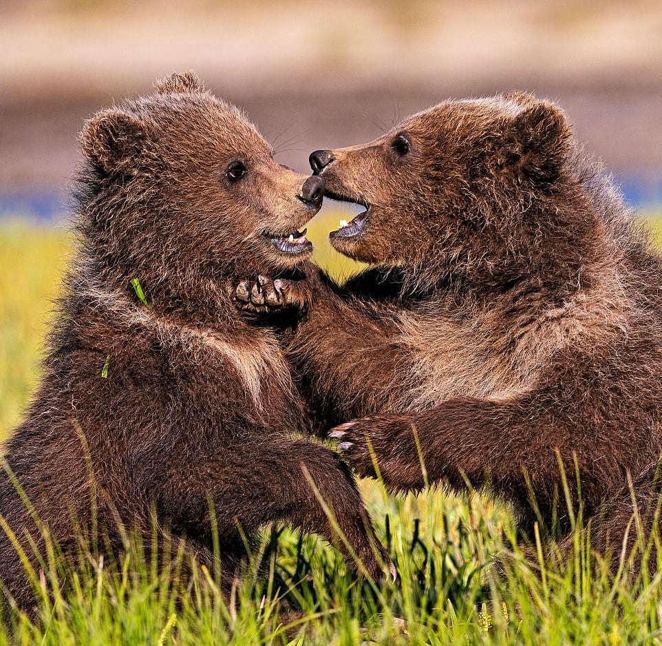Пара наткнулась на медвежью семью во время похода и сделала их снимки, которые выглядят как кадры из мультика 26