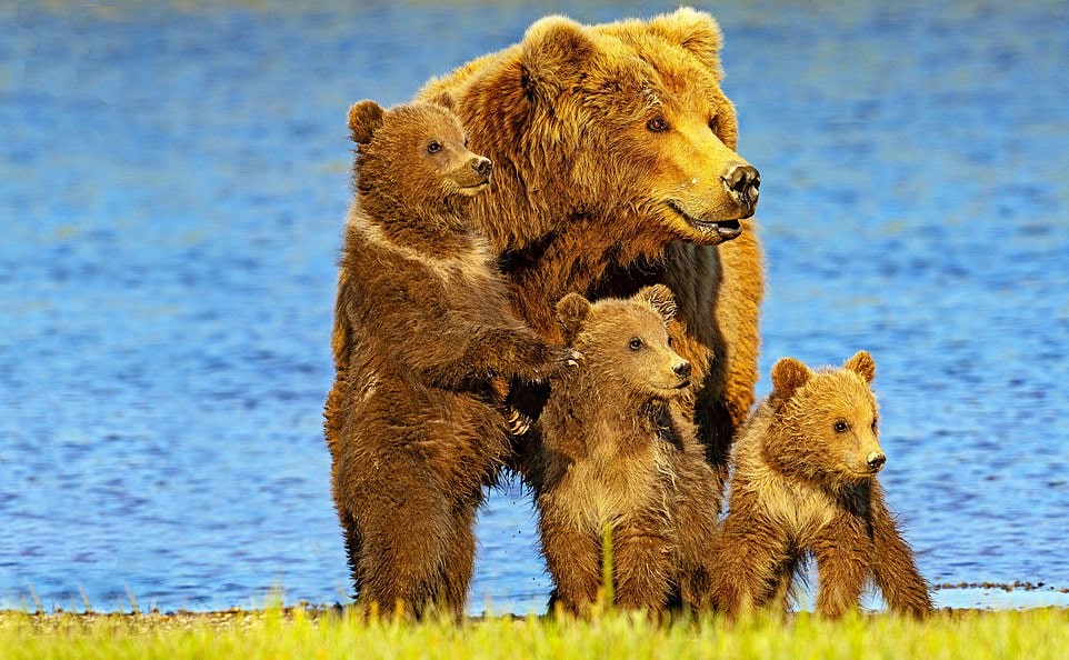 Пара наткнулась на медвежью семью во время похода и сделала их снимки, которые выглядят как кадры из мультика 25