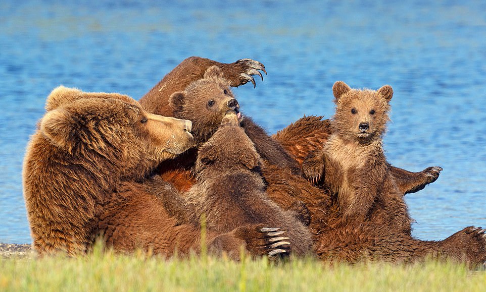 Пара наткнулась на медвежью семью во время похода и сделала их снимки, которые выглядят как кадры из мультика 29