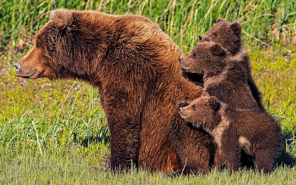 Пара наткнулась на медвежью семью во время похода и сделала их снимки, которые выглядят как кадры из мультика 28