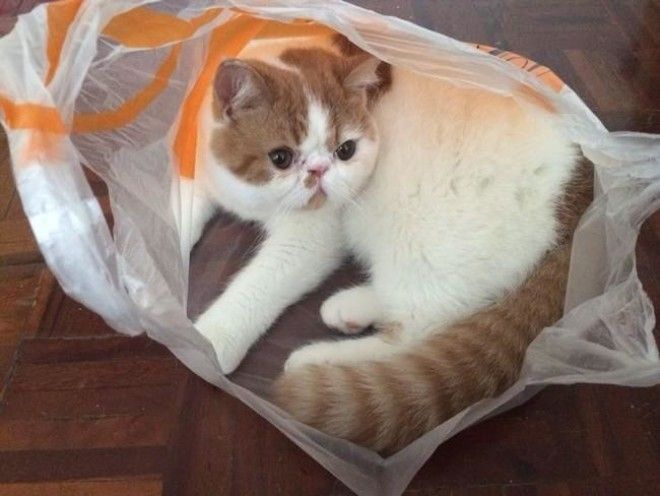 Коты, открывшие для себя мир пакетов (28 фото) 53