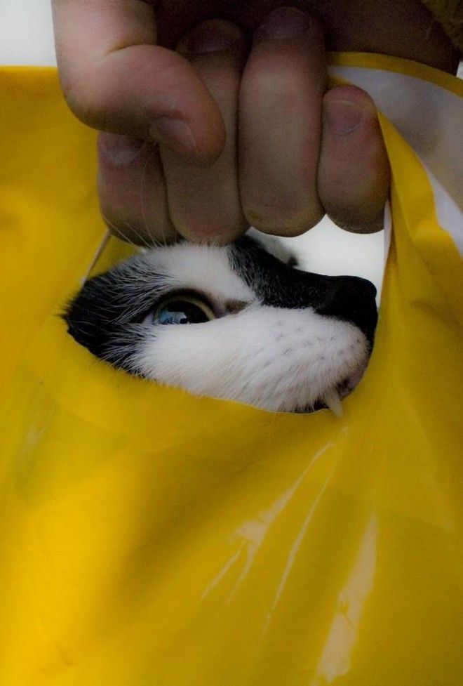 Коты, открывшие для себя мир пакетов (28 фото) 56