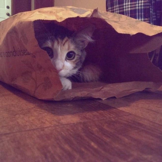 Коты, открывшие для себя мир пакетов (28 фото) 47