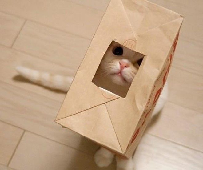 Коты, открывшие для себя мир пакетов (28 фото) 48