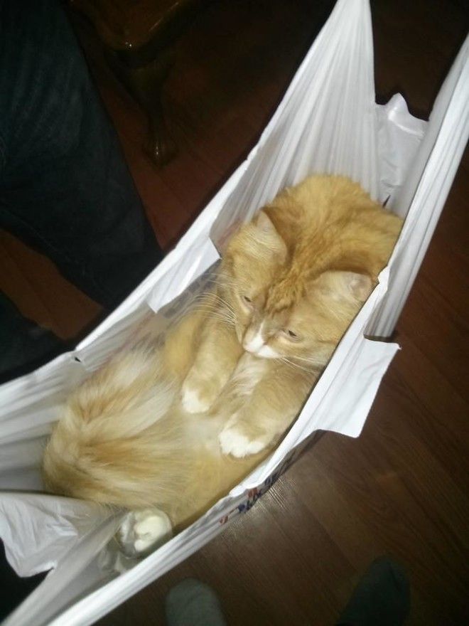 Коты, открывшие для себя мир пакетов (28 фото) 49