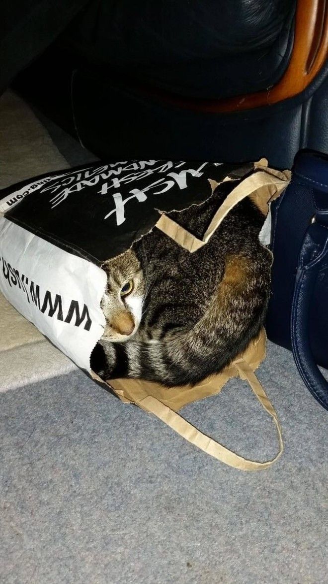 Коты, открывшие для себя мир пакетов (28 фото) 50