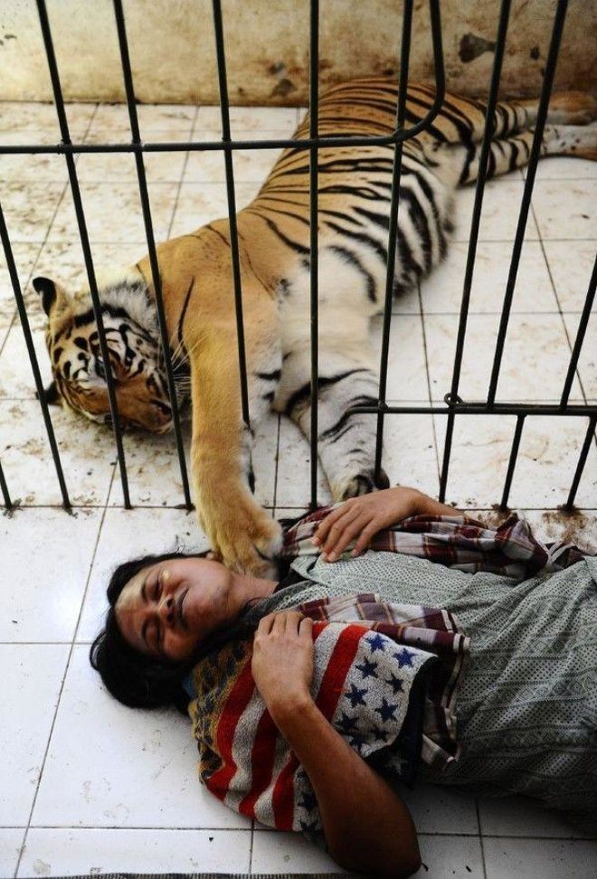 История необычной дружбы человека и тигра 28