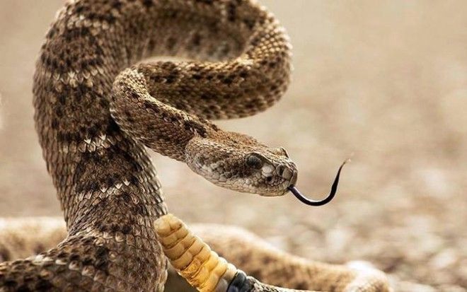 10 самых распространенных мифов о змеях 33