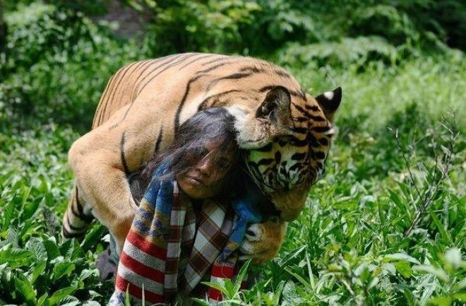 История необычной дружбы человека и тигра 29