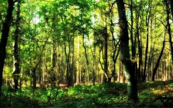 Джадав Пайенг - человек, вырастивший лес 21