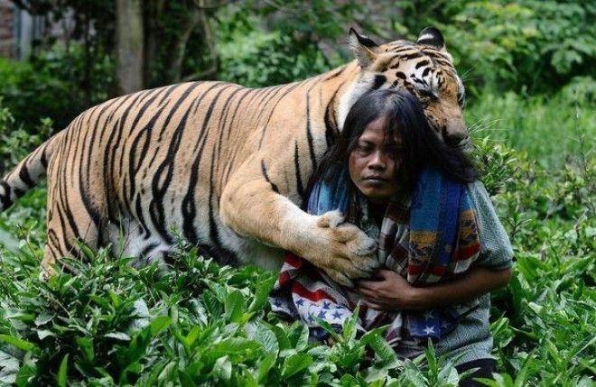 История необычной дружбы человека и тигра 30