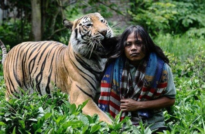 История необычной дружбы человека и тигра 31