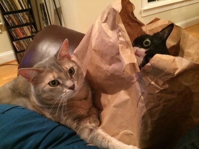 Коты, открывшие для себя мир пакетов (28 фото) 51
