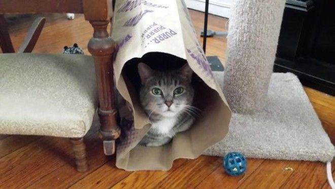Коты, открывшие для себя мир пакетов (28 фото) 52