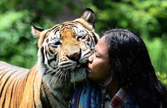 История необычной дружбы человека и тигра 33
