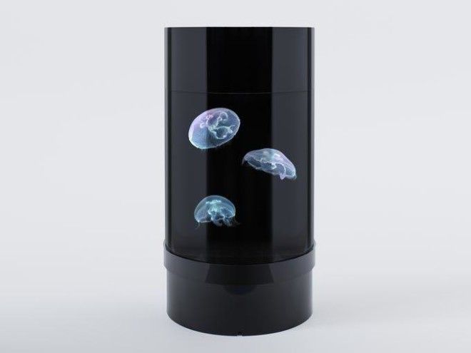 Медузы в аквариуме: новое решение для тех, кто не любит шумных домашних питомцев! 13