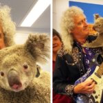 Гитарист Queen Брайан Мэй сыграл для спасённых от пожара коал в Австралии. И это — лишь часть большого дела