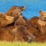 Пара наткнулась на медвежью семью во время похода и сделала их снимки, которые выглядят как кадры из мультика