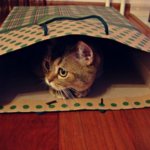Коты, открывшие для себя мир пакетов (28 фото)