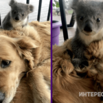 Золотистый ретривер спас детеныша коалы, озадачив хозяйку