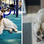Бездомный пёс Кефир стал лучшей собакой России. Ему завели свой Инстаграм, и даже предлагают его на пост мэра
