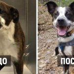 15 фотографий собак до и после того, как новые хозяева смогли их приютить и согреть своей любовью
