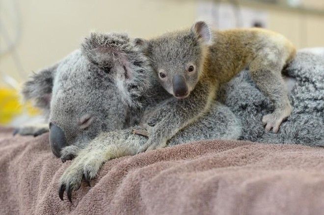 Малыш коала не отошел от матери во время операции 25