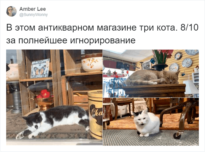 Пользователи Твиттера рецензируют встретившихся им котов и ставят им оценки, сопровождая отзыв крутыми фотками 60