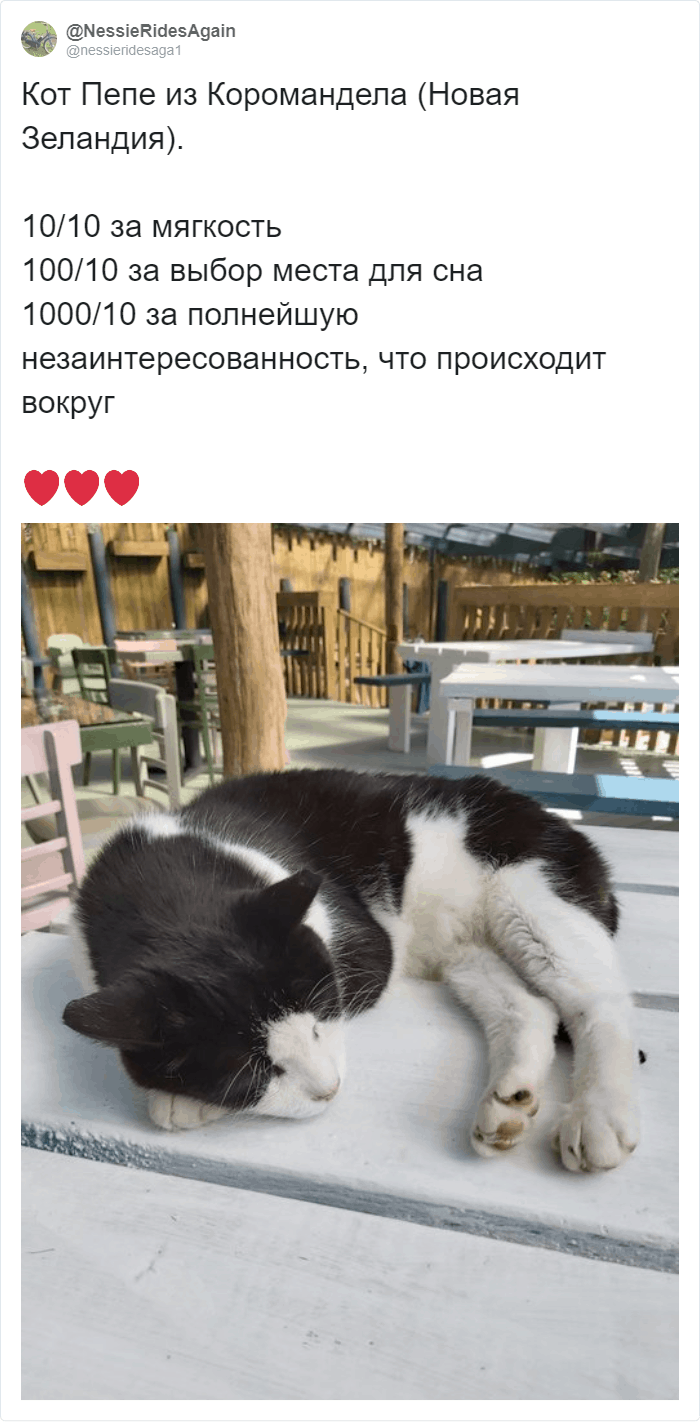 Пользователи Твиттера рецензируют встретившихся им котов и ставят им оценки, сопровождая отзыв крутыми фотками 64