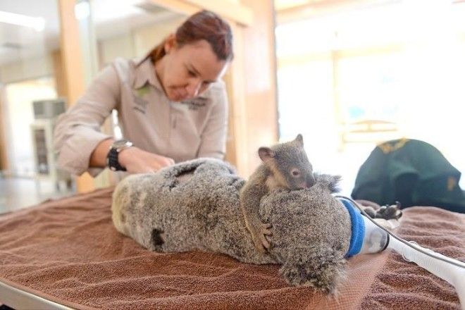Малыш коала не отошел от матери во время операции 22