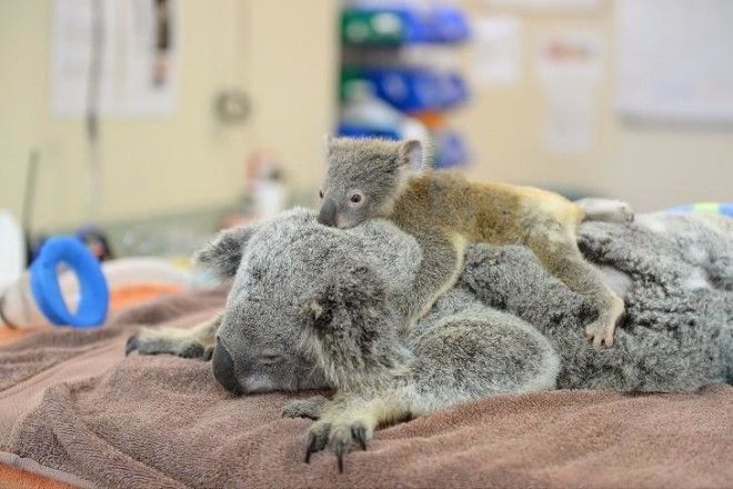 Малыш коала не отошел от матери во время операции 24