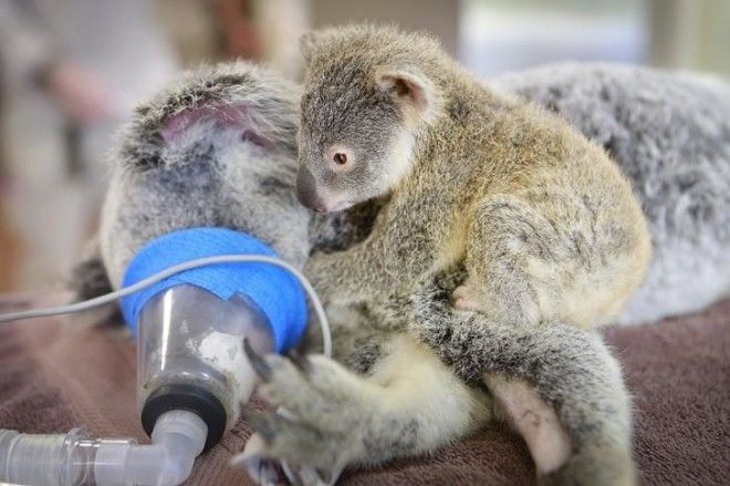 Малыш коала не отошел от матери во время операции 27